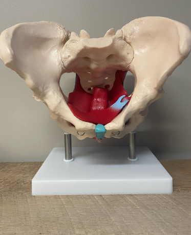 Pelvic floor musculature.