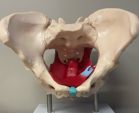 Contracting the muscles in your pelvic floor is commonly known as a Kegel exercise.