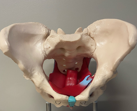 There are many different physical therapy exercises that can help strengthen the pelvic floor and surrounding muscles.